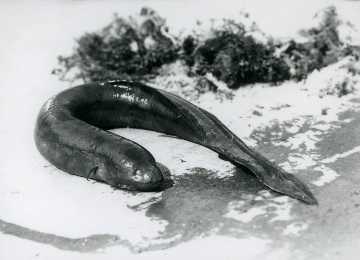 En lungefisk hviler ute av vannet i London Zoo i september 1928 av Frederick William Bond