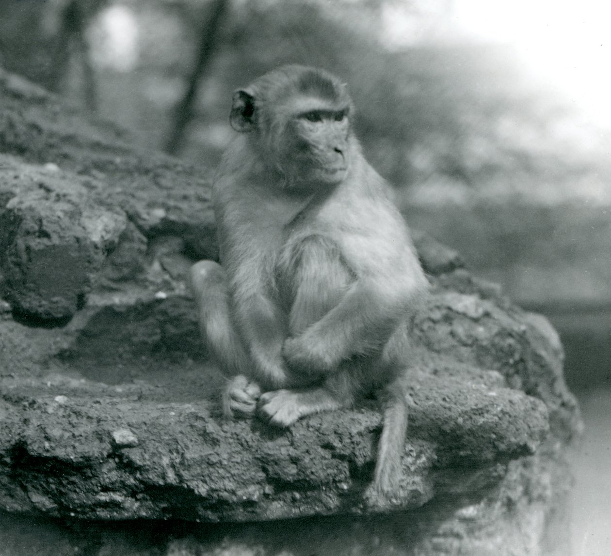 En makak sitter på en stein i London Zoo i 1924 av Frederick William Bond
