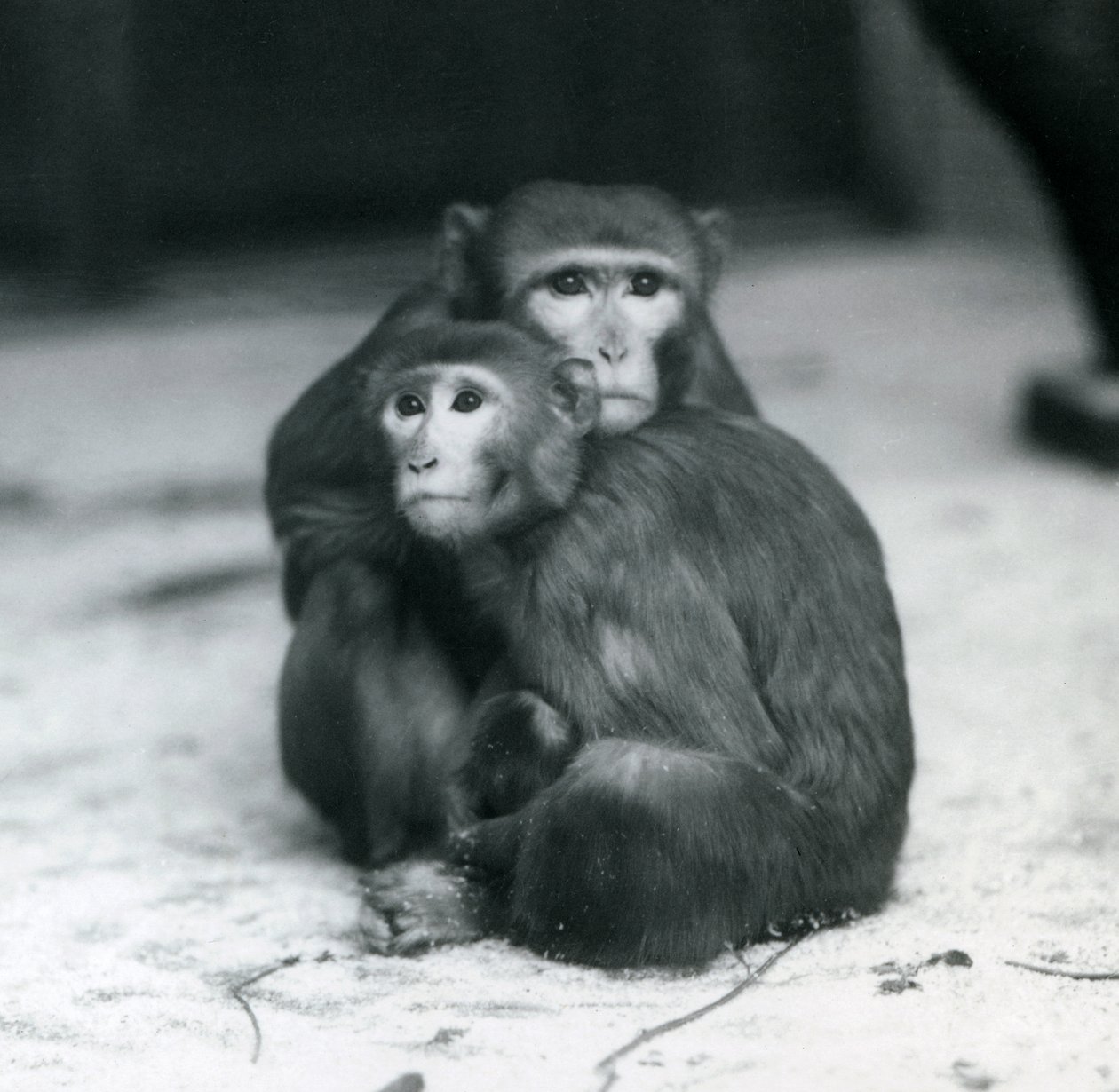 En makak med babyen sin sittende sammen på gulvet i innhegningen deres, London Zoo av Frederick William Bond