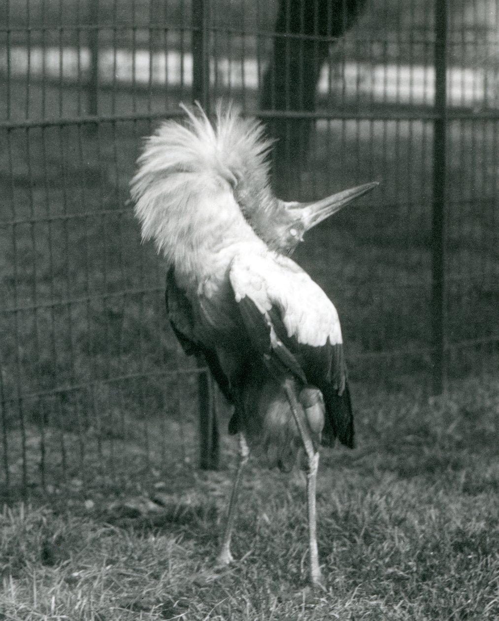 En Maguari-stork fremfører opp-ned-visningen, London Zoo, juli 1925 av Frederick William Bond