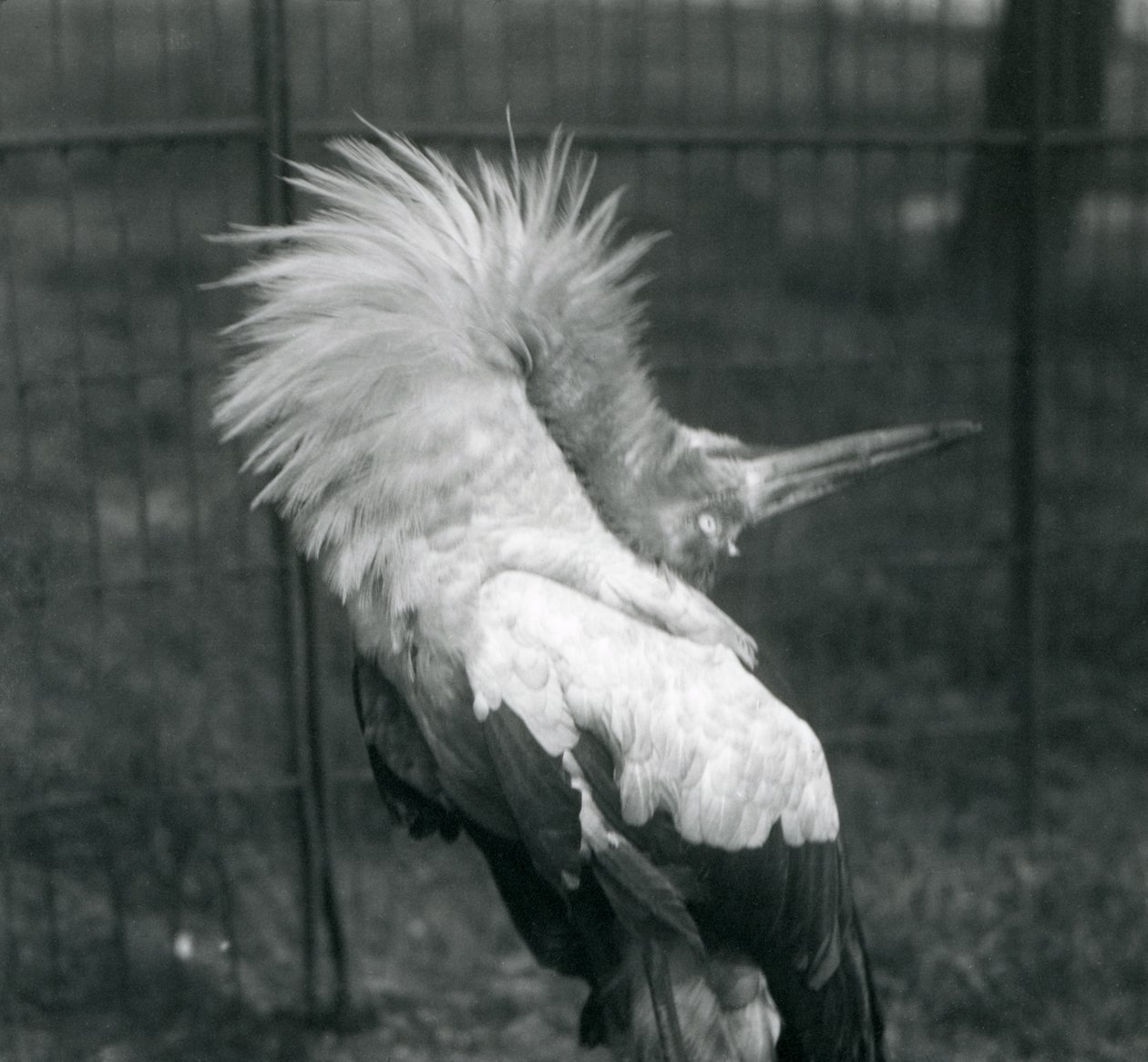 En Maguari-stork fremfører opp-ned-visningen, London Zoo, juli 1925 av Frederick William Bond