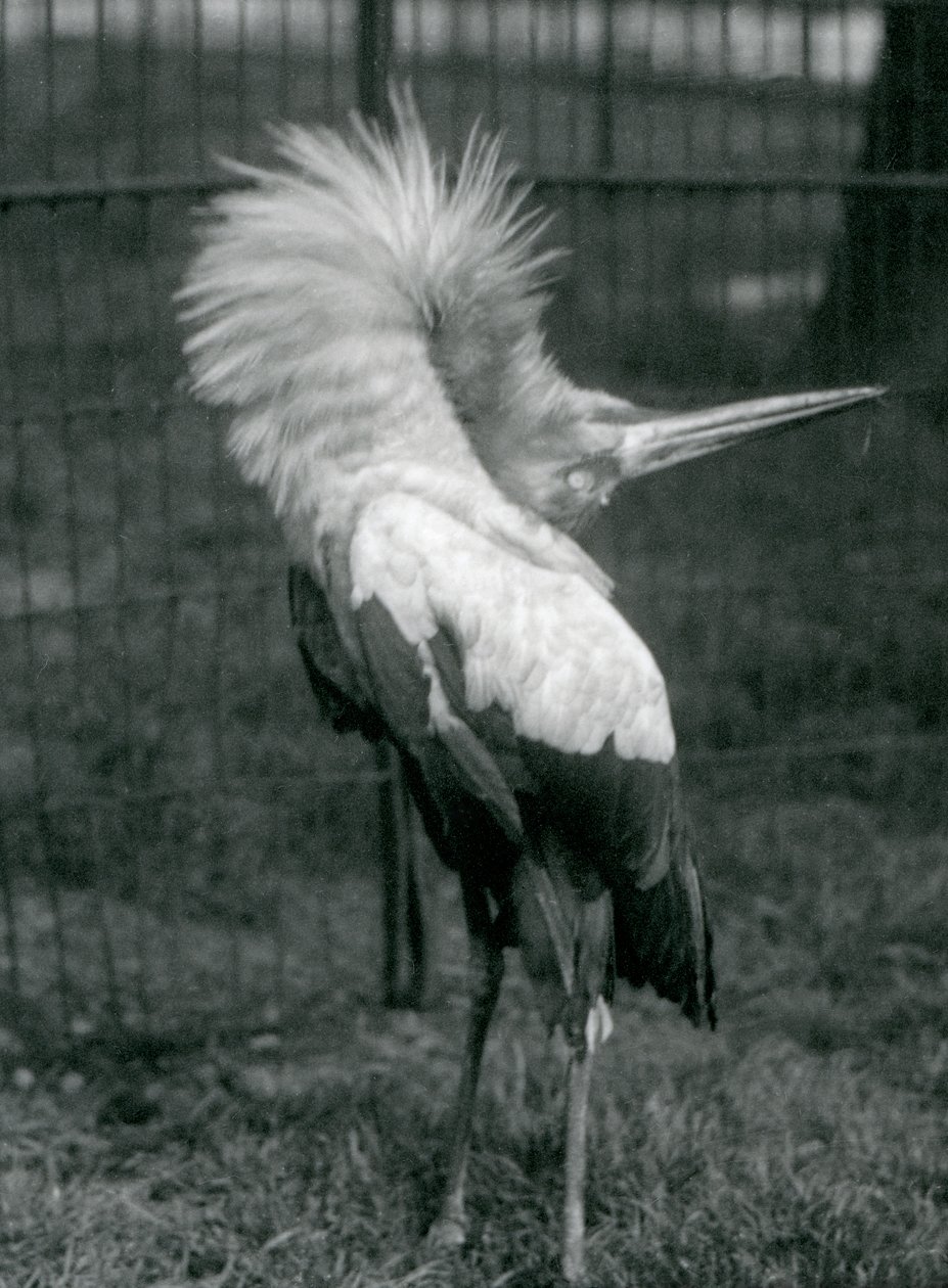En Maguari-stork fremfører opp-ned-visningen, London Zoo, juli 1925 av Frederick William Bond