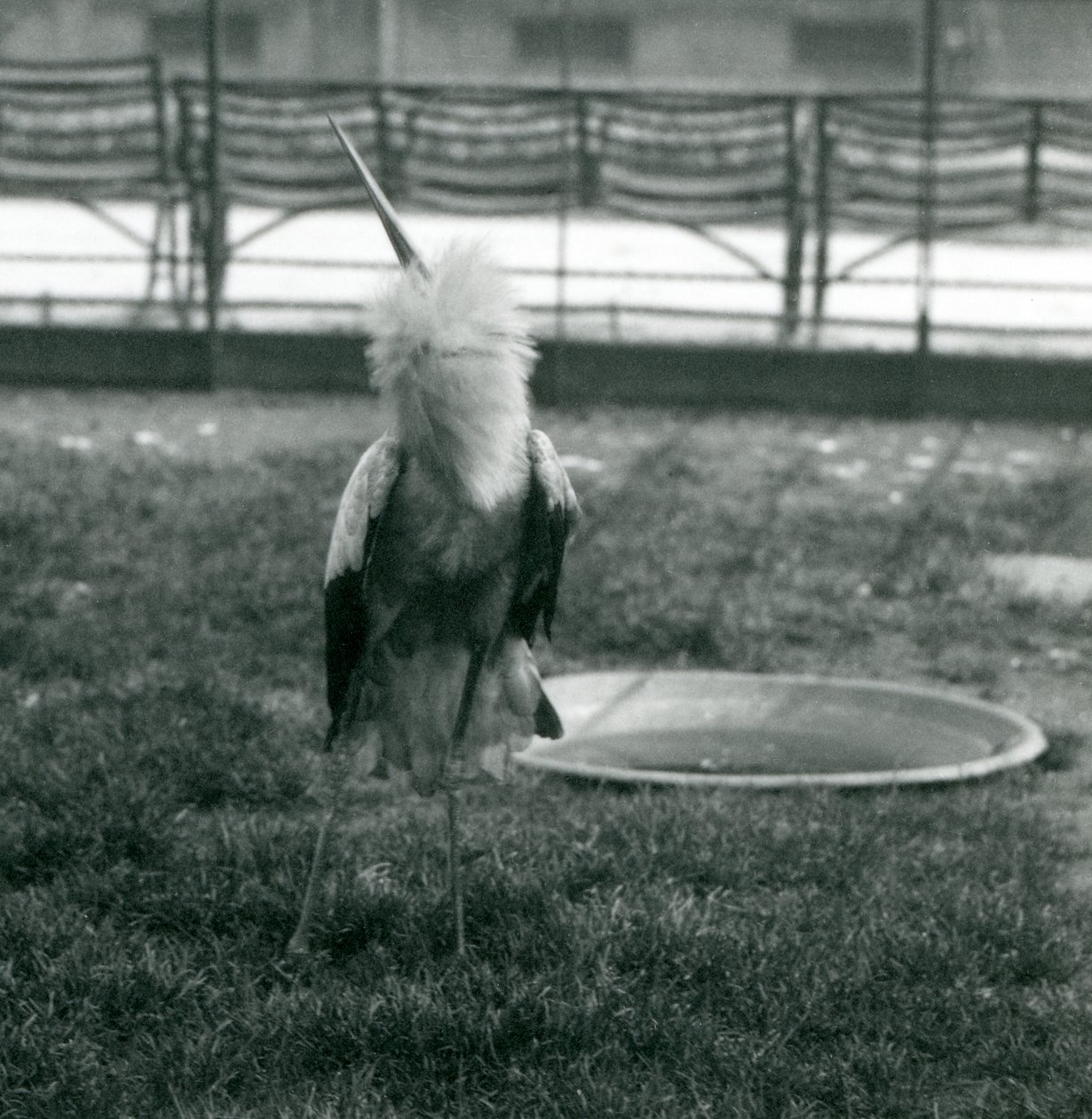 En Maguari-stork fremfører opp-ned-visningen mens han står på gresset ved siden av et lite betongbasseng, London Zoo, juli 1925 (s/hv-bilde) av Frederick William Bond
