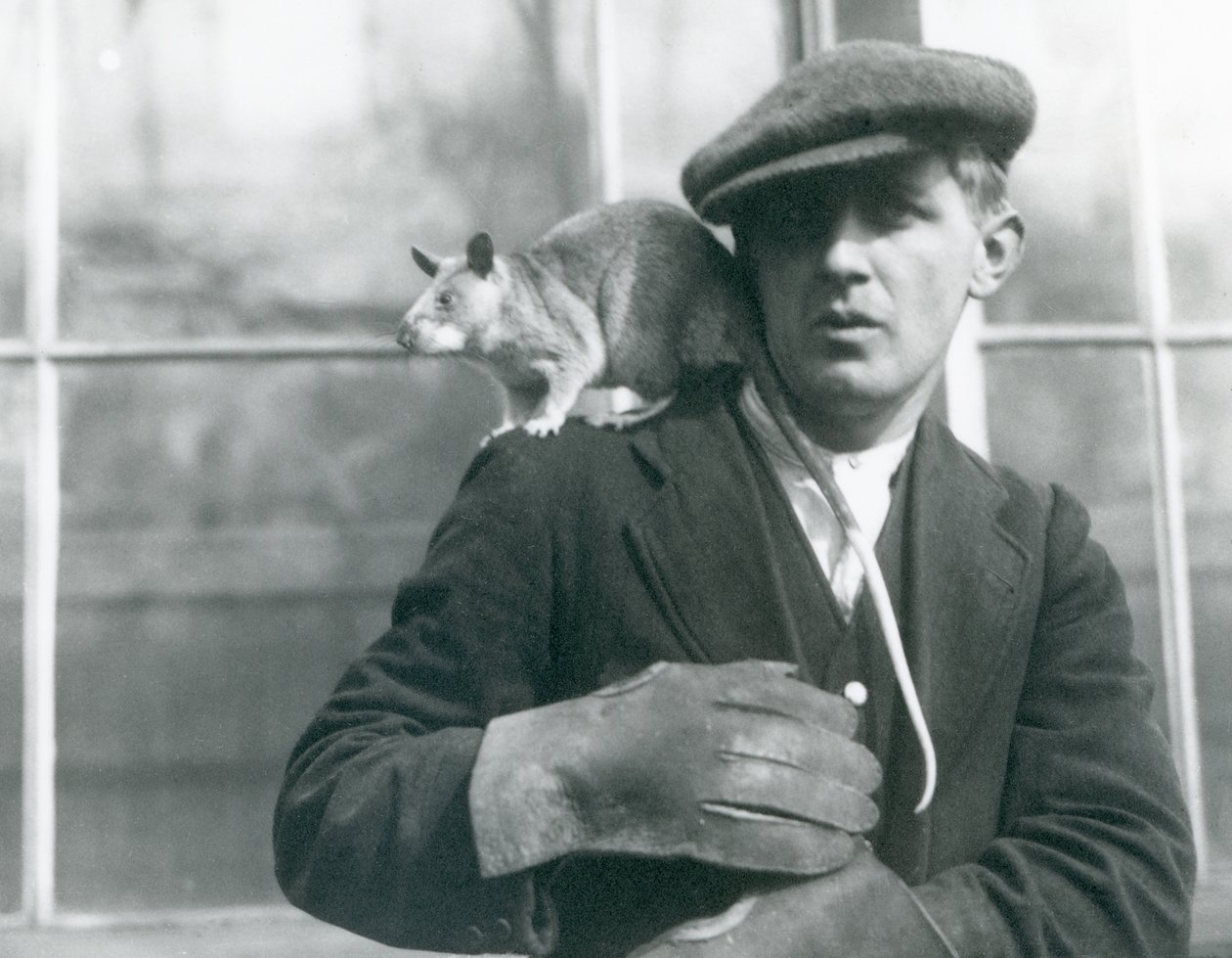 En malagasisk kjemperotte sitter på skulderen til sin keeper, London Zoo, 1924 av Frederick William Bond