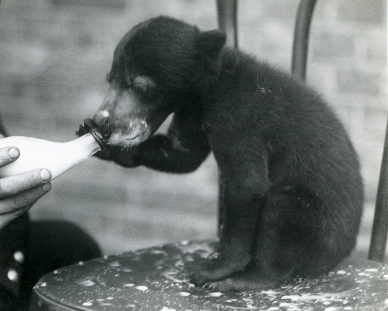 En malaysisk eller solbjørnunge sitter på en stol mens den blir matet med flaske av vokteren i London Zoo, 1920-tallet av Frederick William Bond
