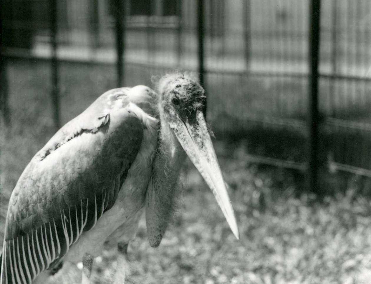 En Marabou-stork stående i innhegningen i London Zoo i september 1928 av Frederick William Bond