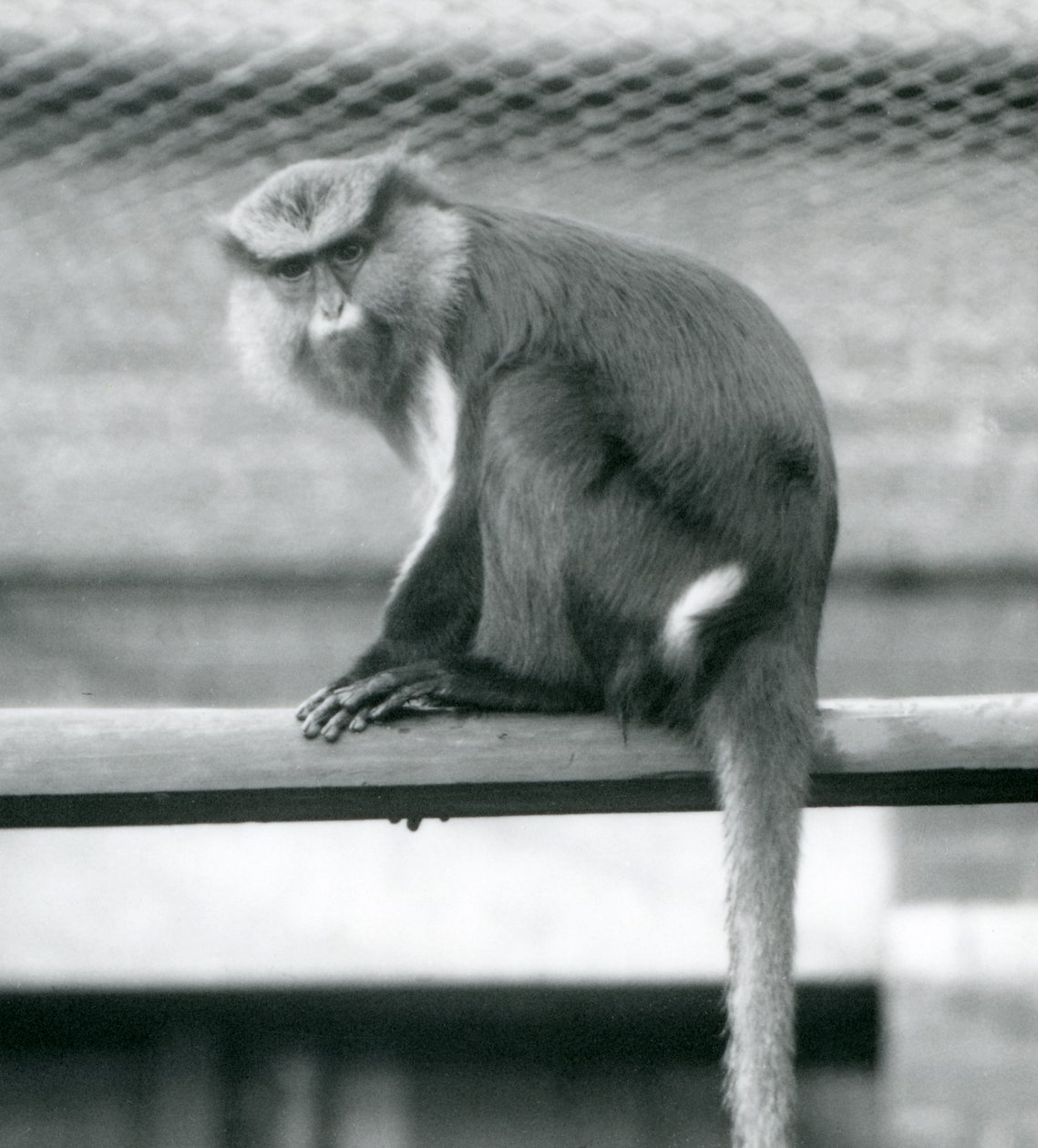 En Mona Monkey sitter på en horisontal stang i innhegningen i London Zoo i september 1925 av Frederick William Bond