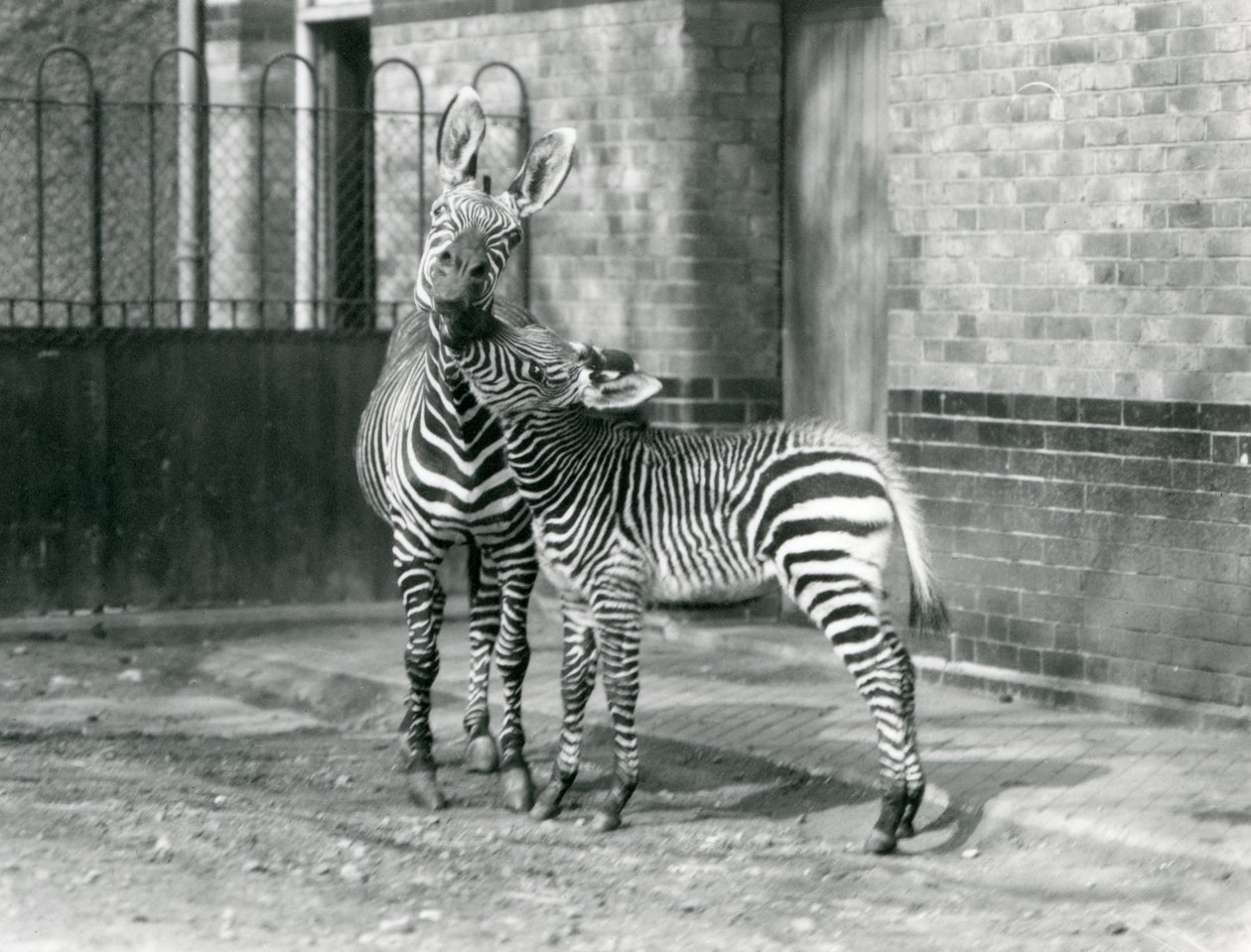 En fjellsebra og føllet hennes i London Zoo i 1929 (s/hv-bilde) av Frederick William Bond