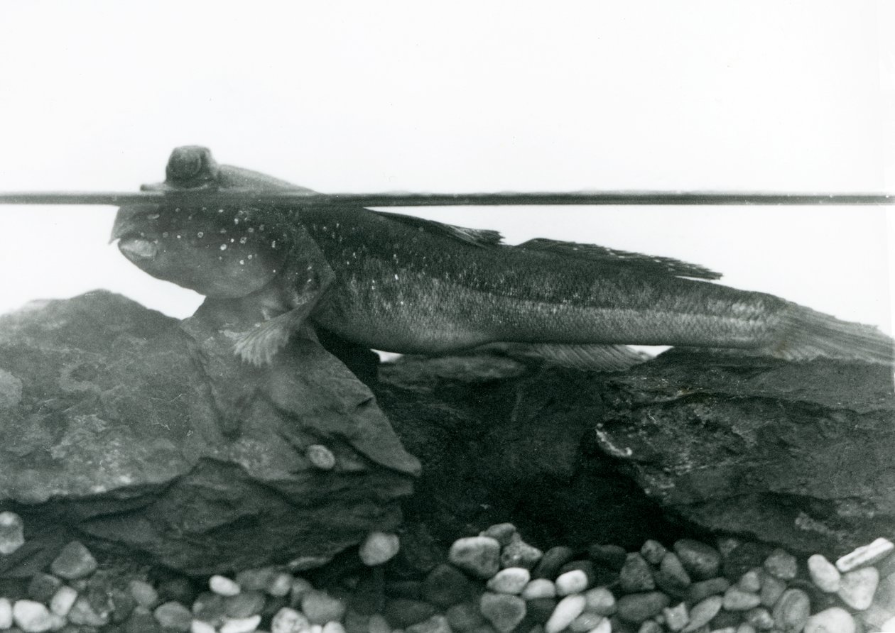 En mudskipper, hviler på nedsenkede steiner, med øynene over vann, London Zoo av Frederick William Bond