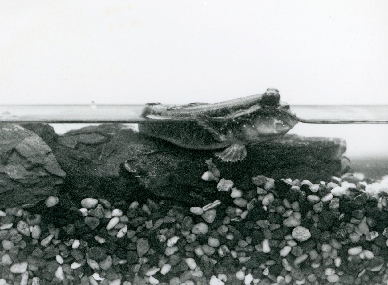 En mudskipper, hviler på nedsenkede steiner, med øynene over vann, London Zoo av Frederick William Bond