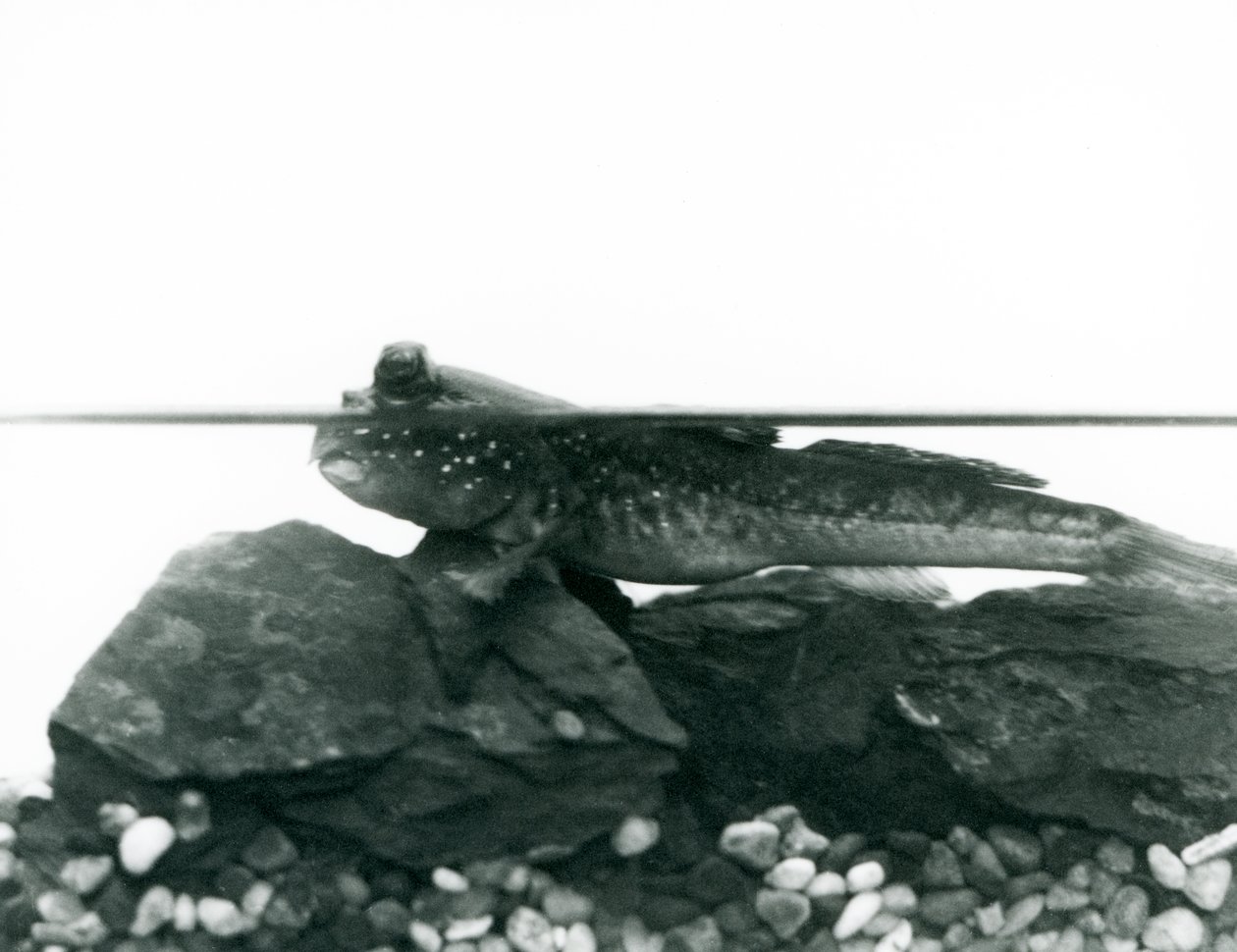 En mudskipper, hviler på nedsenkede steiner, med øynene over vann, London Zoo av Frederick William Bond