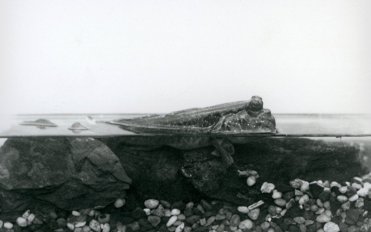 En mudskipper, hvilende på nedsenkede steiner, med den øverste halvdelen av kroppen over vann, London Zoo av Frederick William Bond