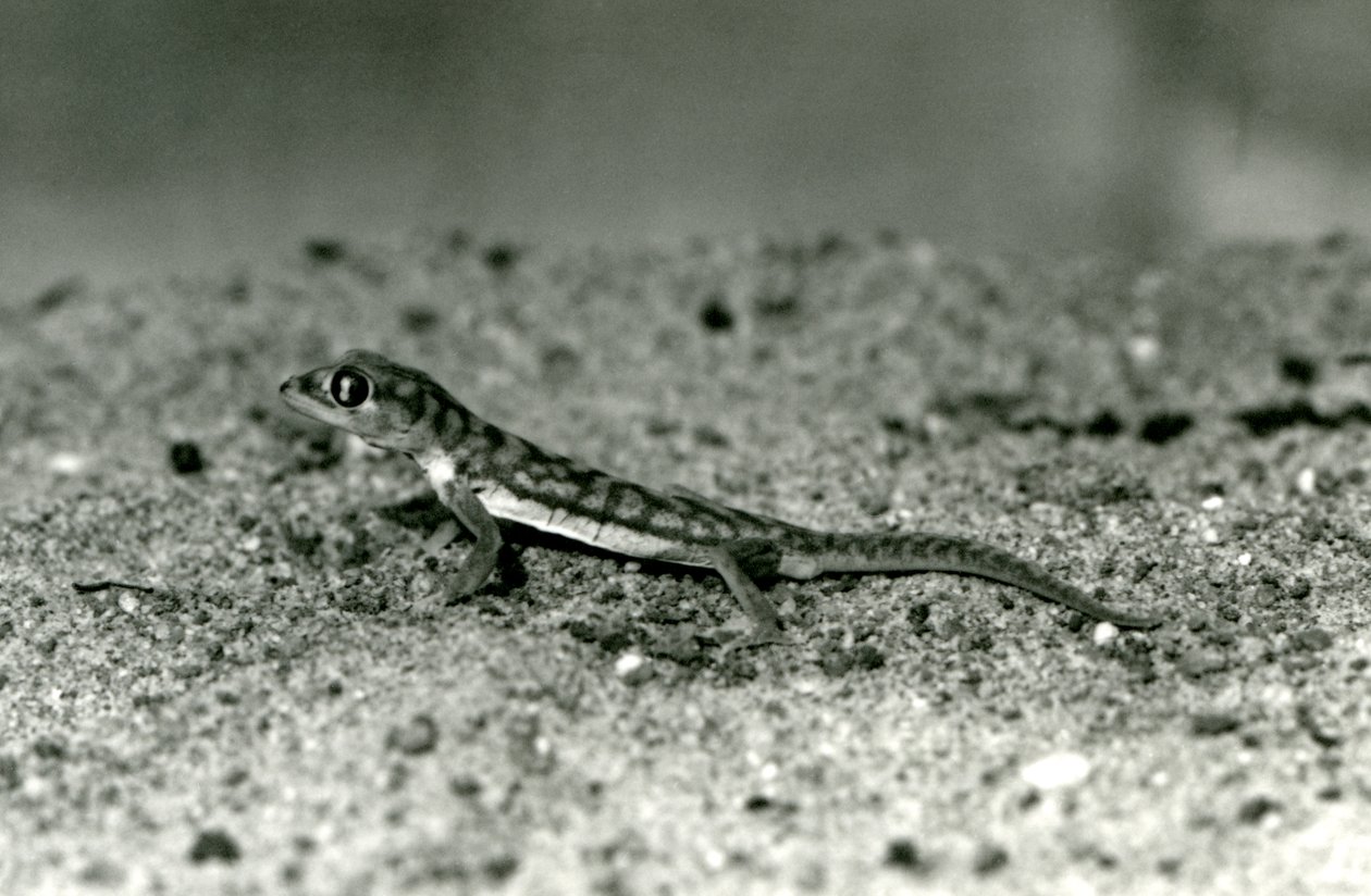 En Namib-sandgekko/nettfot-gekko som står på sand, London Zoo, september 1928 (s/hv-bilde) av Frederick William Bond