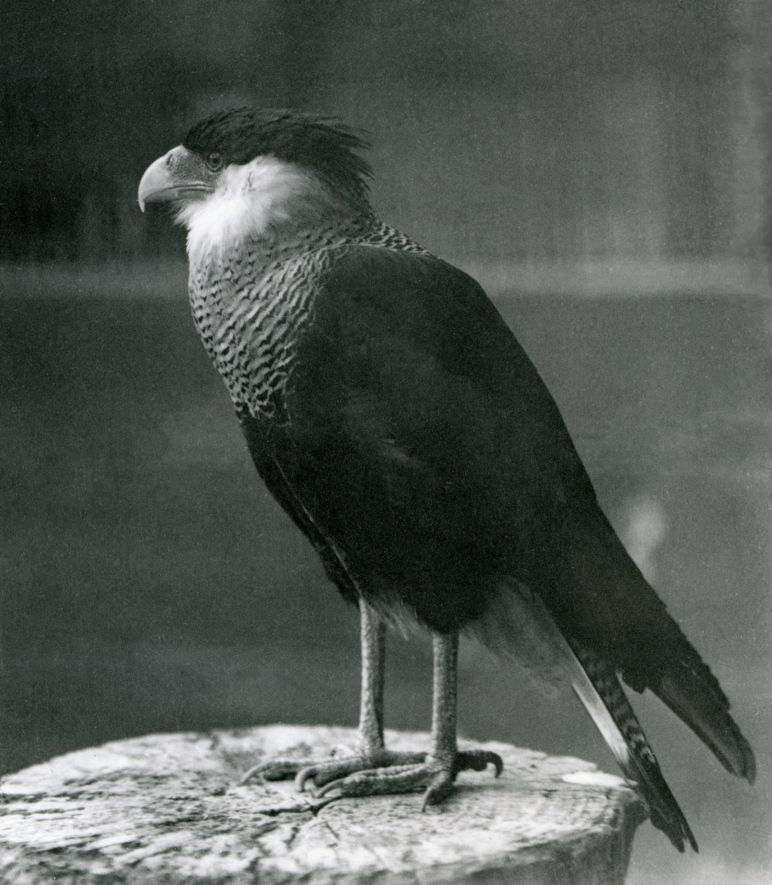 En Northern Crested Caracara i London Zoo, før 1930 av Frederick William Bond