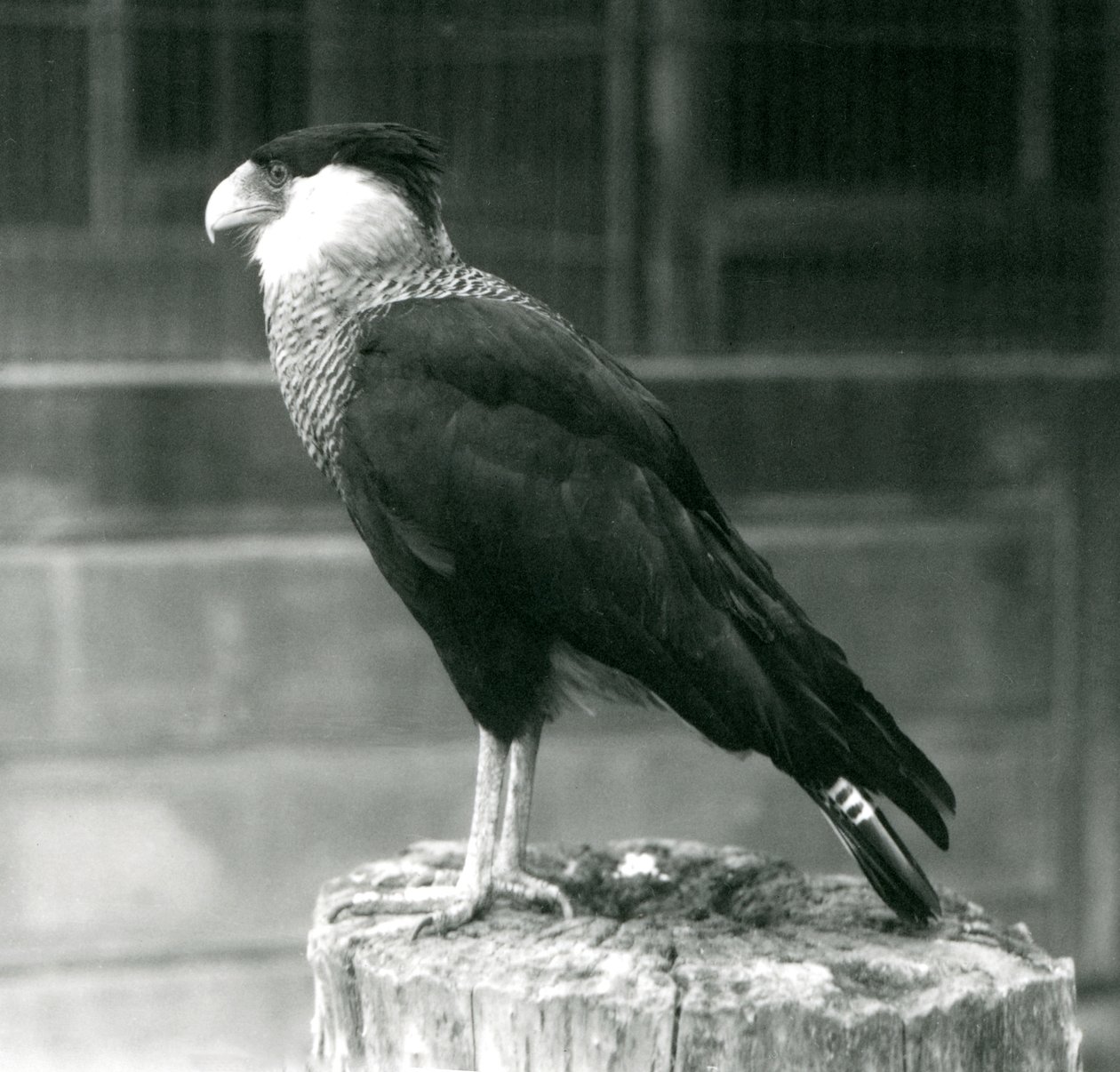 En Northern Crested Caracara stående på en tømmerstokk i London Zoo, september 1925 av Frederick William Bond