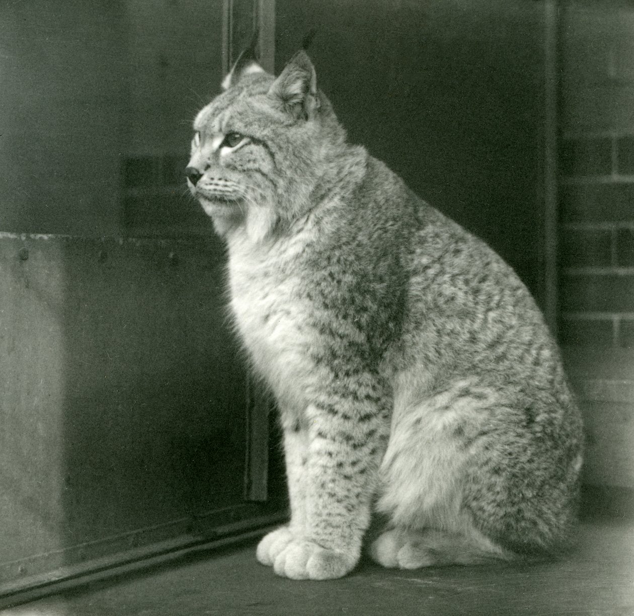 A Northern Lynx, London Zoo, februar 1925 av Frederick William Bond