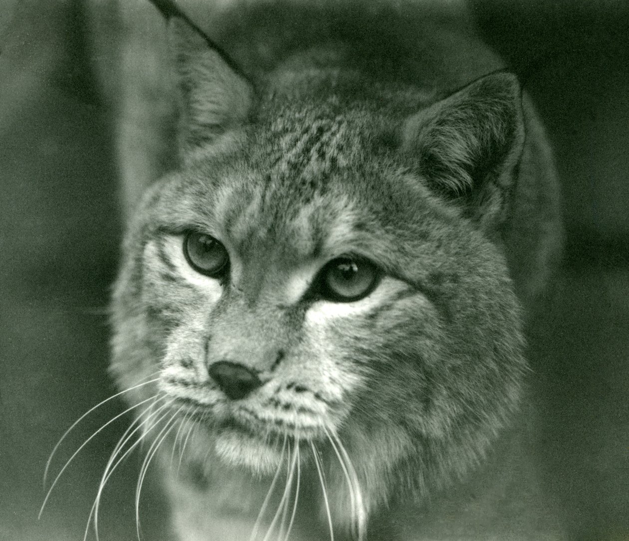 A Northern Lynx, London Zoo, februar 1925 av Frederick William Bond