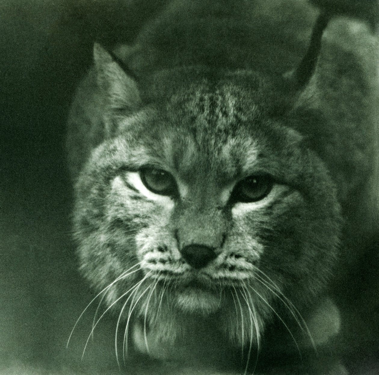 A Northern Lynx, London Zoo, februar 1925 av Frederick William Bond