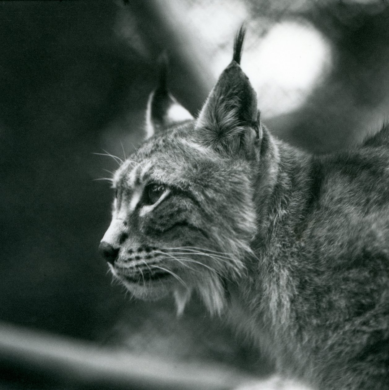En nordlig gaupe i London Zoo, juli 1925 av Frederick William Bond