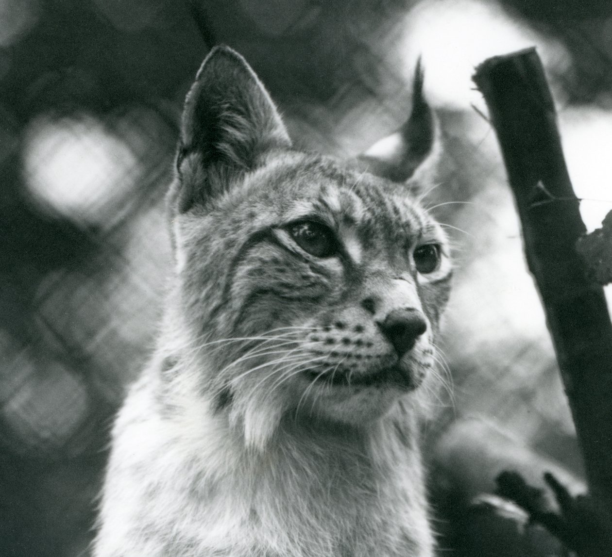 En nordlig gaupe i London Zoo, juli 1925 av Frederick William Bond