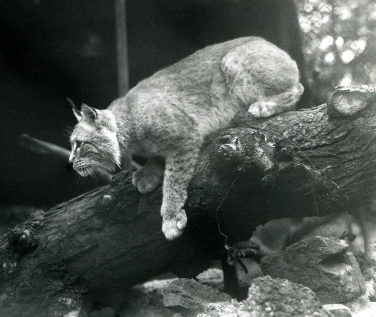 En nordlig gaupe lener seg ned fra en gren, London Zoo, oktober 1925 av Frederick William Bond