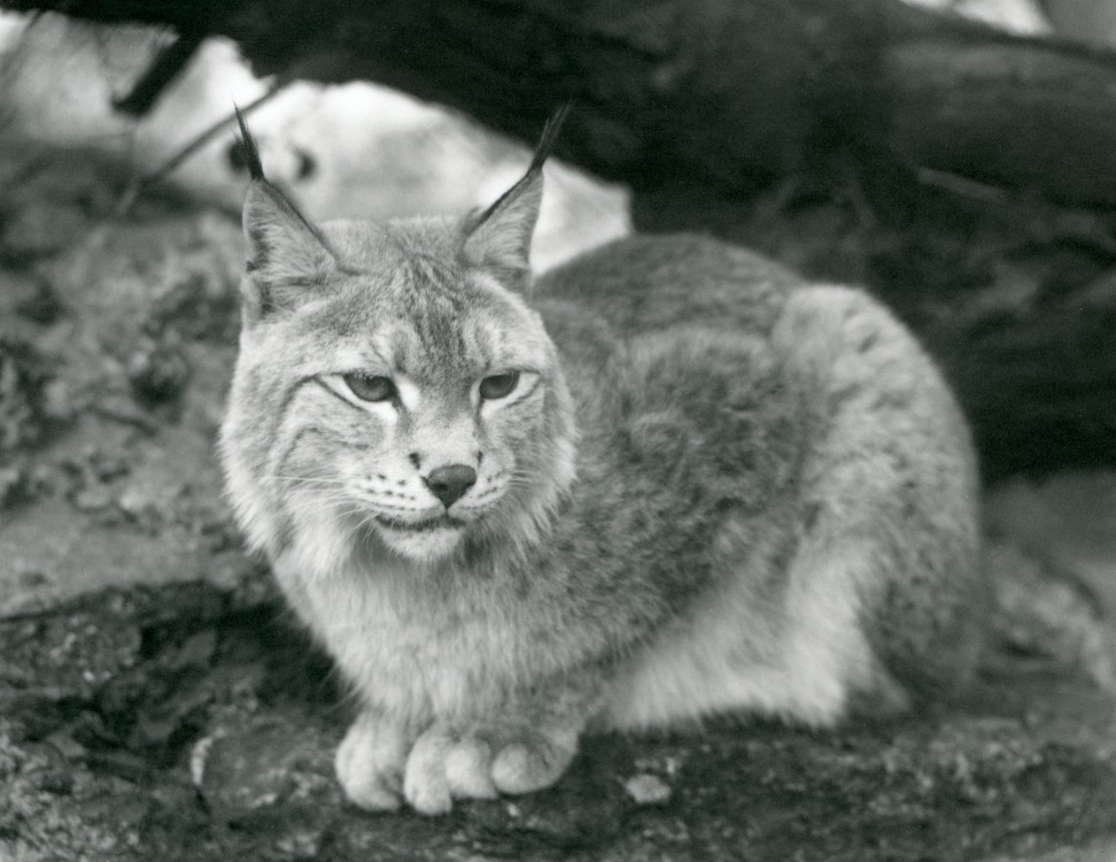 En nordlig gaupe som sitter på en stein, London Zoo, oktober 1925 av Frederick William Bond