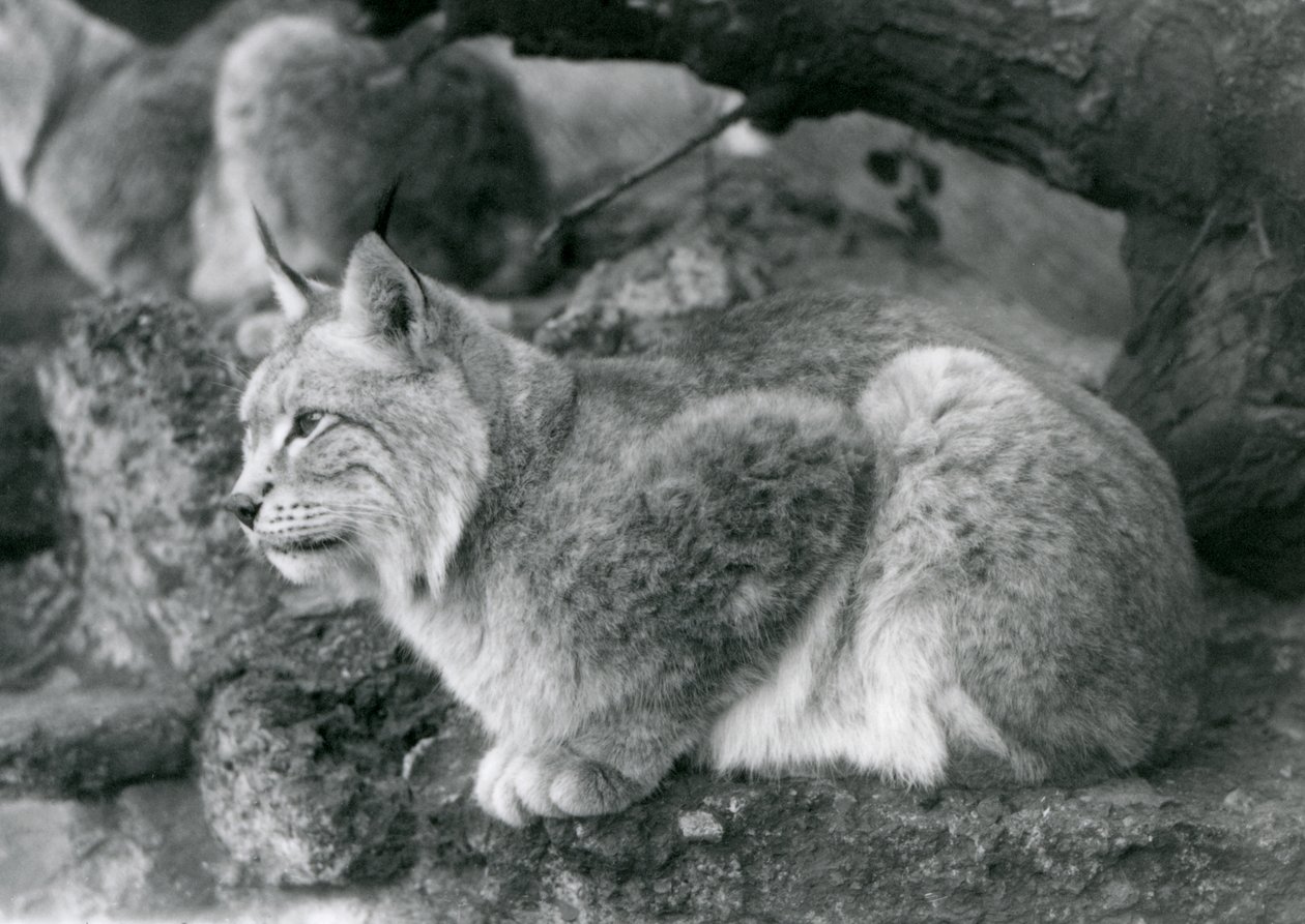 En nordlig gaupe som sitter på en stein, London Zoo, oktober 1925 av Frederick William Bond
