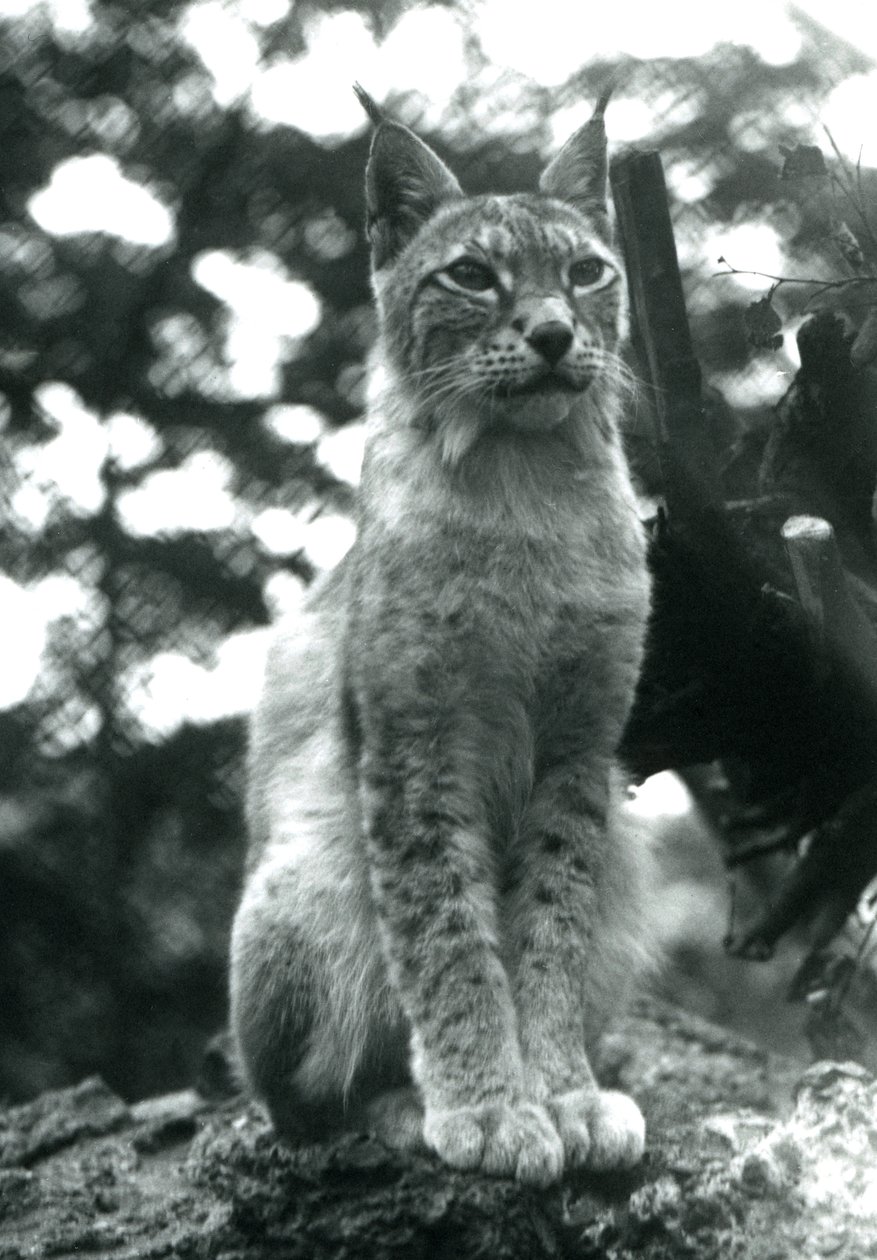 En nordlig gaupe som sitter oppe i London Zoo, juli 1925 av Frederick William Bond