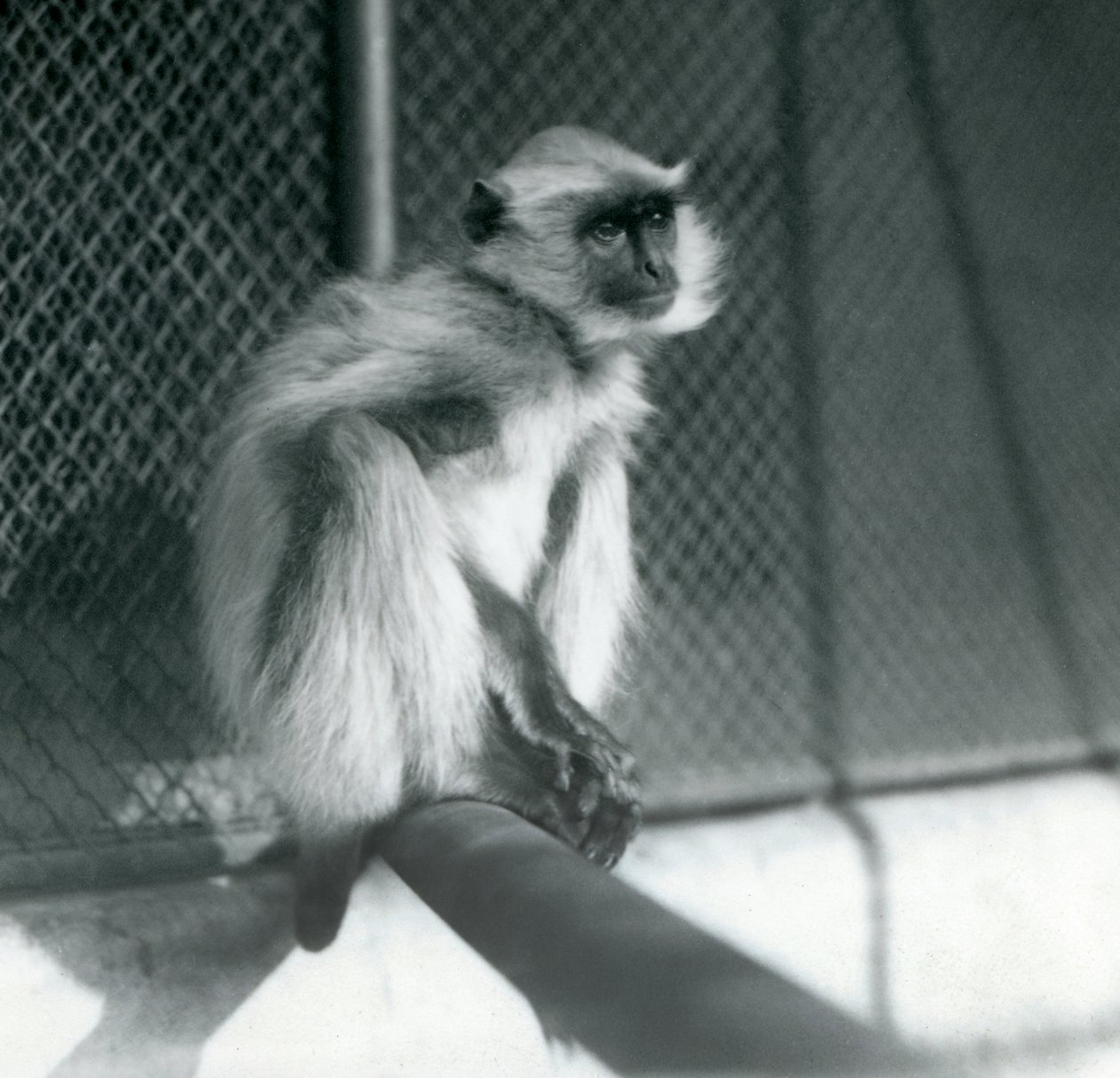 En Northern Plains Grey Langur sitter på en abbor i innhegningen i London Zoo i 1928 (s/hv-bilde) av Frederick William Bond
