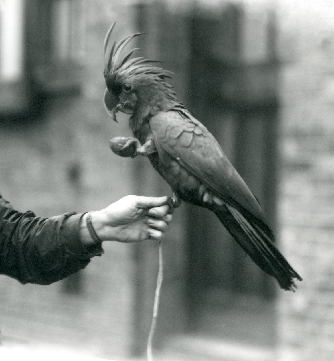 En PalmGoliath Great Black Cockatoo som griper fingeren til en keeper med den ene foten og holder en eggformet godbit i den andre nLondon Zoo, september 1927. av Frederick William Bond