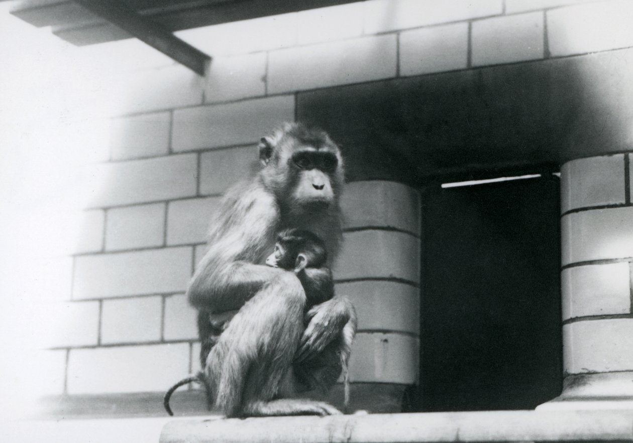 En grisehalemakak holder babyen sin mens hun sitter på en flislagt hylle i innhegningen hennes i London Zoo i 1928 (s/hv-bilde) av Frederick William Bond