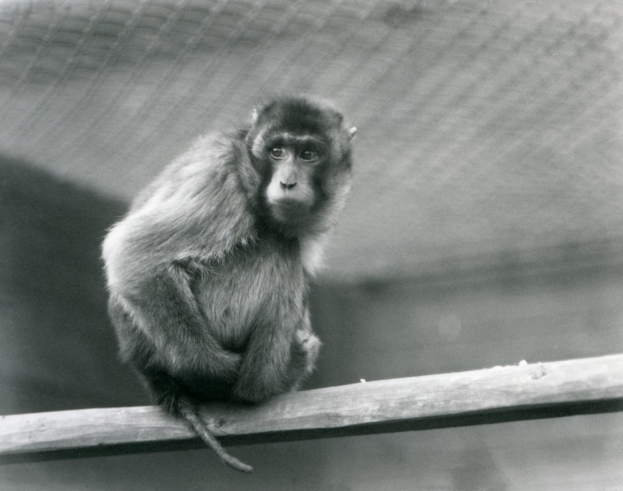 En grisehalemakak sitter på en abbor i innhegningen i London Zoo (s/hv-bilde) av Frederick William Bond