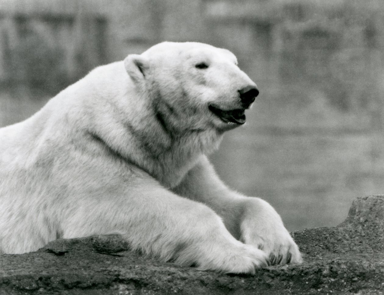 En isbjørn hviler på en steinete avsats i London Zoo i 1931 (s/hvitt-bilde) av Frederick William Bond