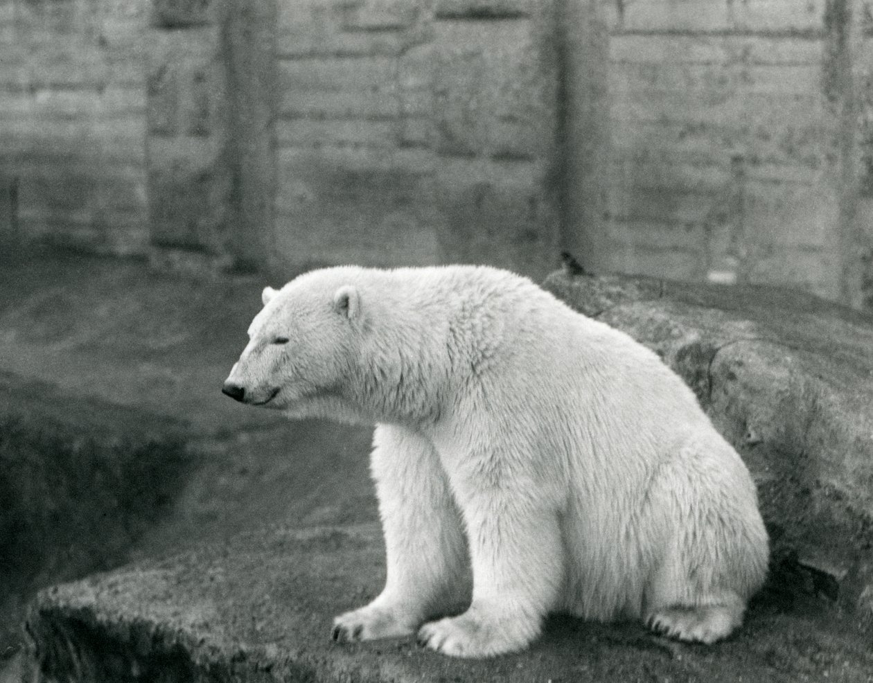 En isbjørn sitter på en steinhylle ved London Zoo i september 1927 av Frederick William Bond