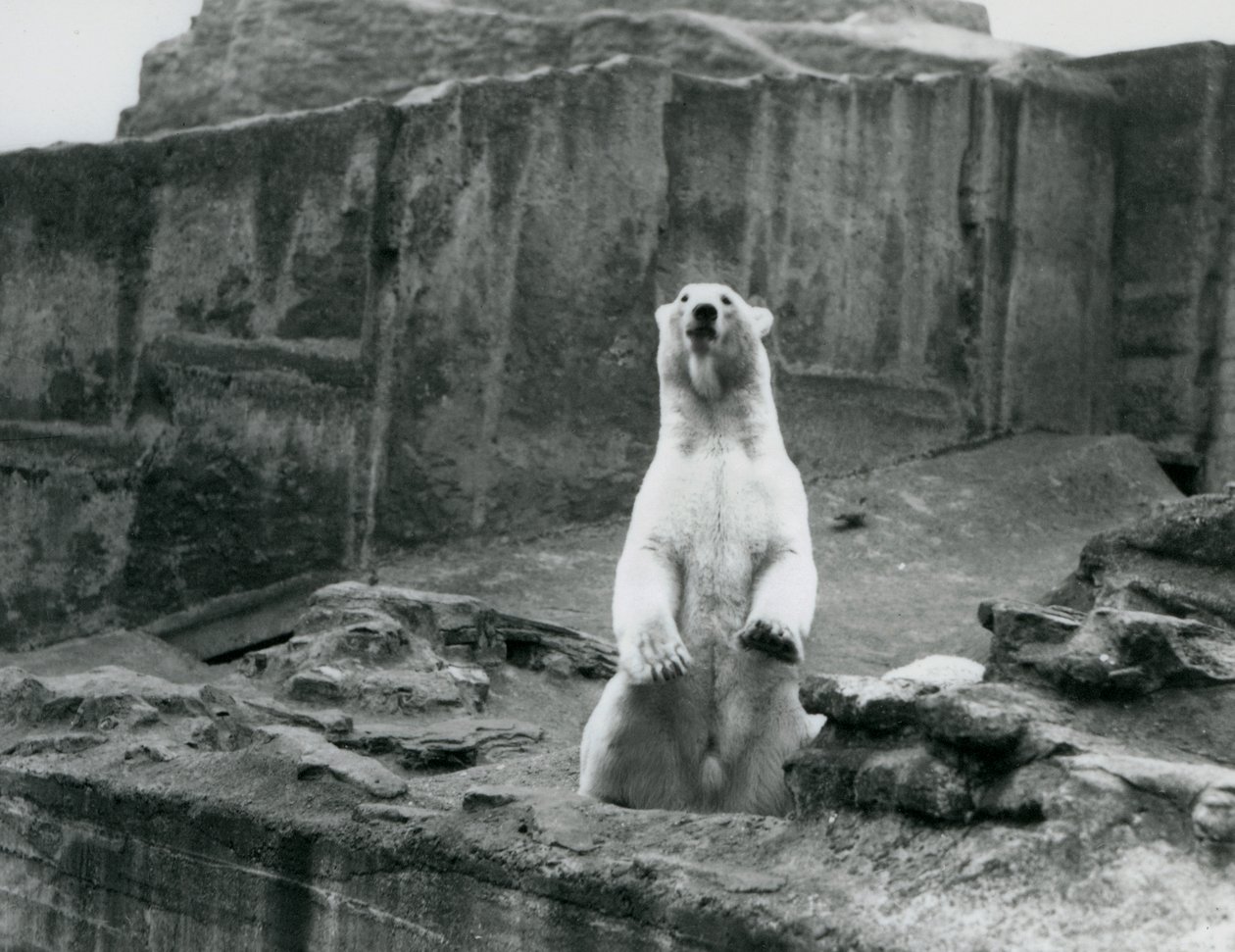 En isbjørn som sitter oppe i innhegningen ved foten av Mappin Terraces i London Zoo i september 1928 (s/hv-bilde) av Frederick William Bond