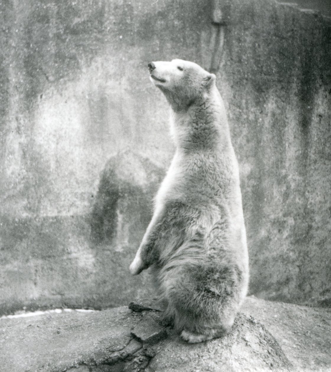 En isbjørn sitter på huk i London Zoo i 1929 (s/hv-bilde) av Frederick William Bond