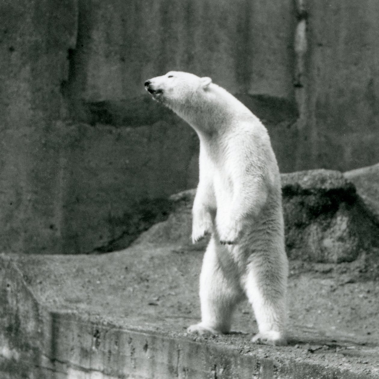 En isbjørn som står høyt, på bakbena, ved kanten av innhegningen på Mappin Terraces, London Zoo av Frederick William Bond