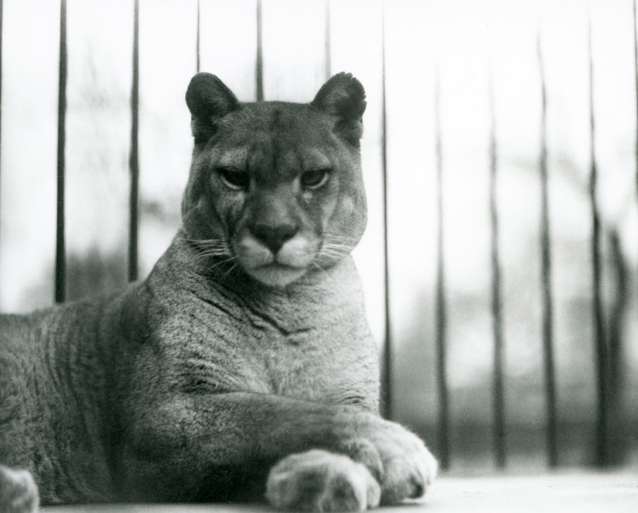 En Puma/Cougar/Mountain Lion/Catamount hviler i London Zoo i 1931 (s/hv-bilde) av Frederick William Bond