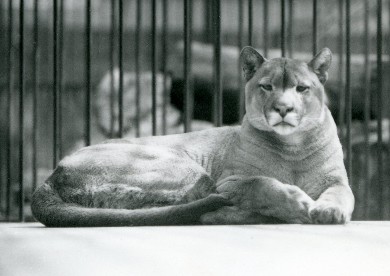 En PumaCougar Mountain Lion liggende i innhegningen i London Zoo i juni 1925 av Frederick William Bond