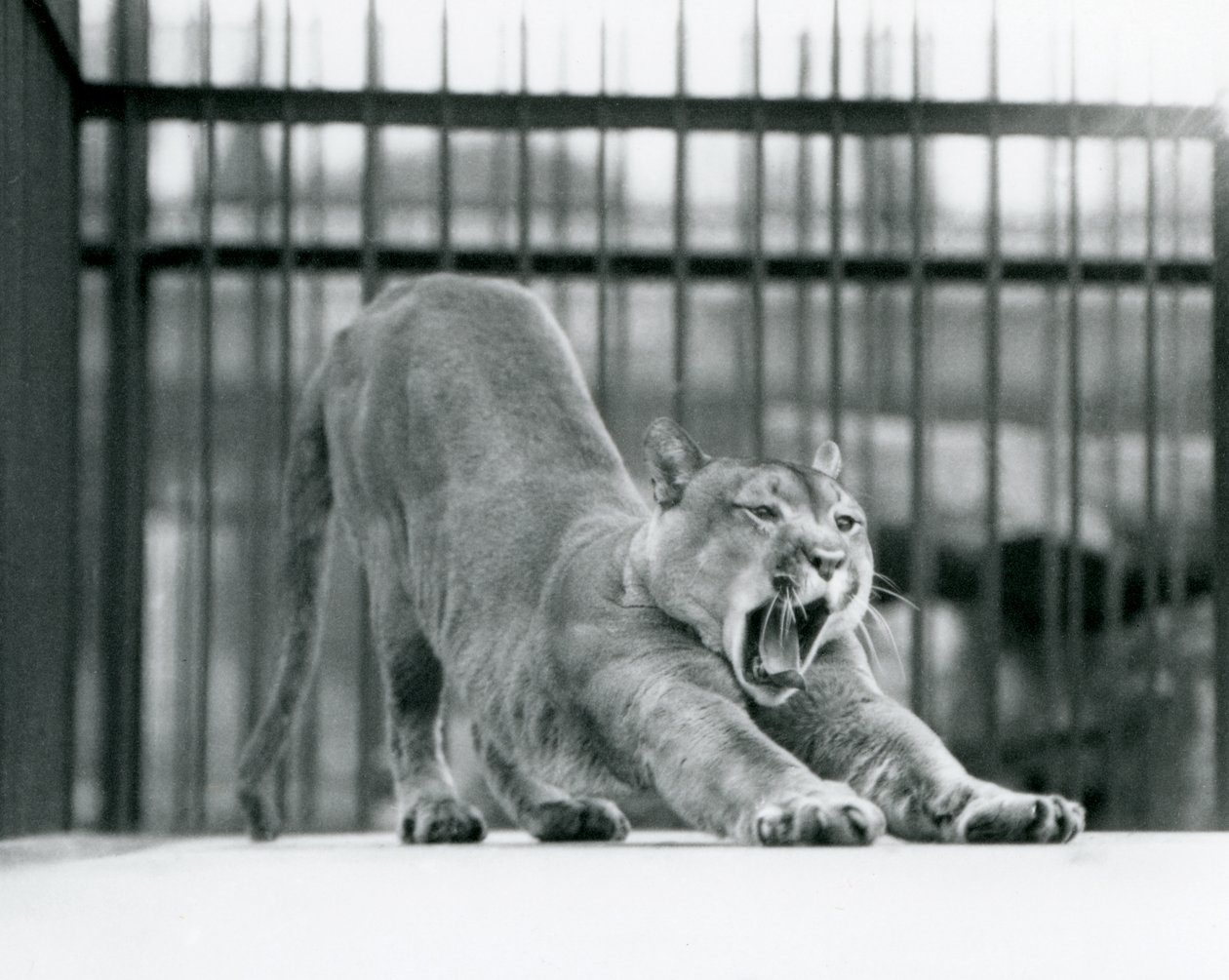 En Puma Cougar Mountain Lion som gjesper og strekker seg i London Zoo i juni 1925 av Frederick William Bond