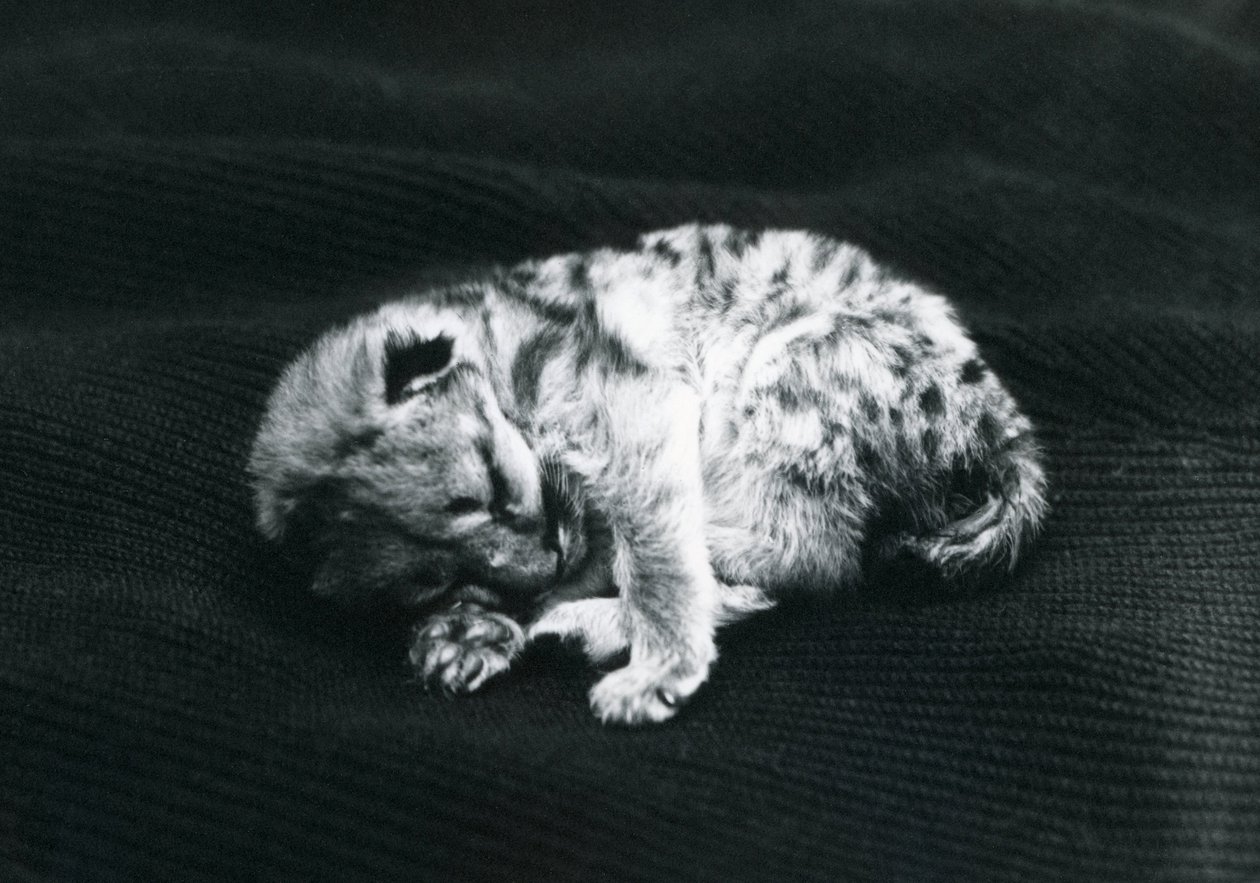 En Puma-unge i London Zoo av Frederick William Bond