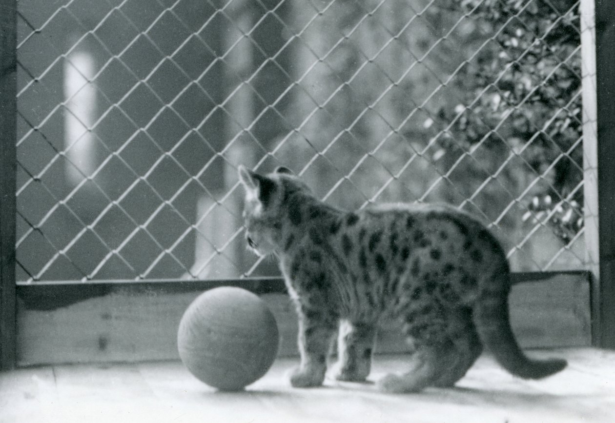 En Puma-kattunge, med en ball, ser ut av innhegningen, London Zoo, 1923 av Frederick William Bond