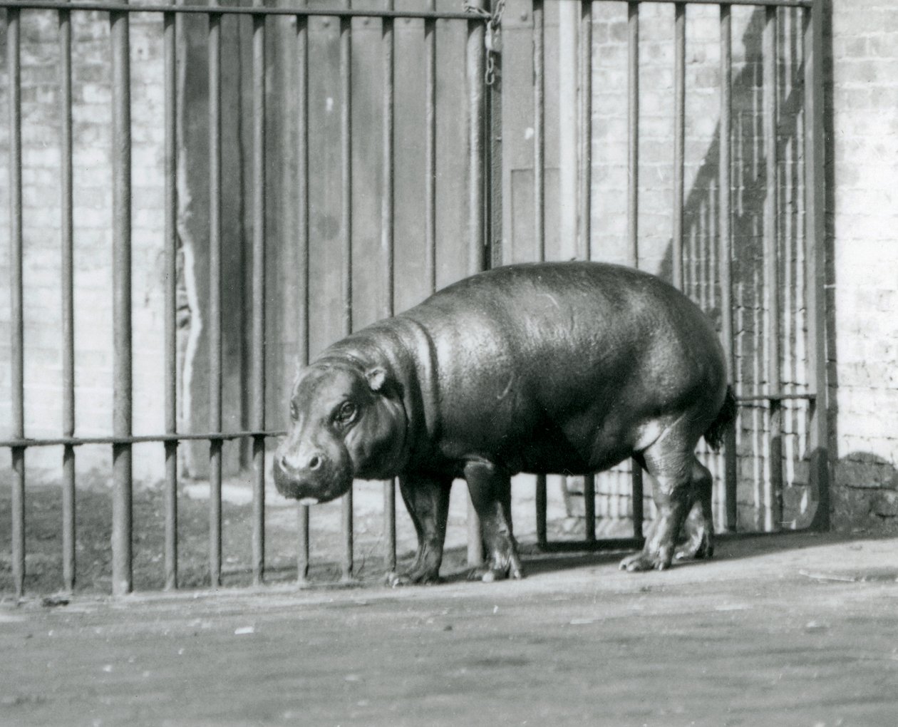 En pygméflodhest ved London Zoo i 1927 av Frederick William Bond