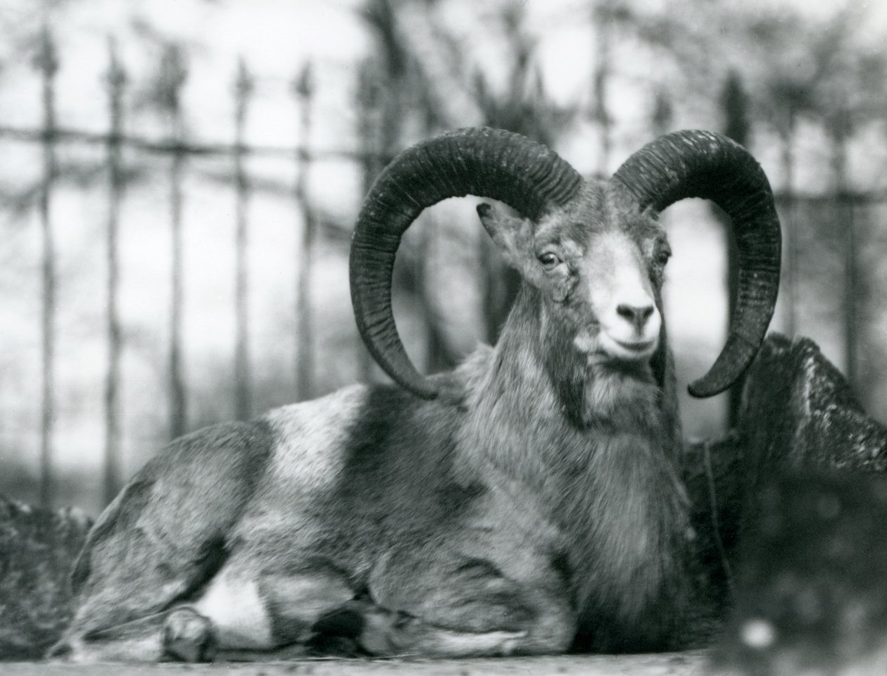 En ram sitter i London Zoo, 1925 av Frederick William Bond