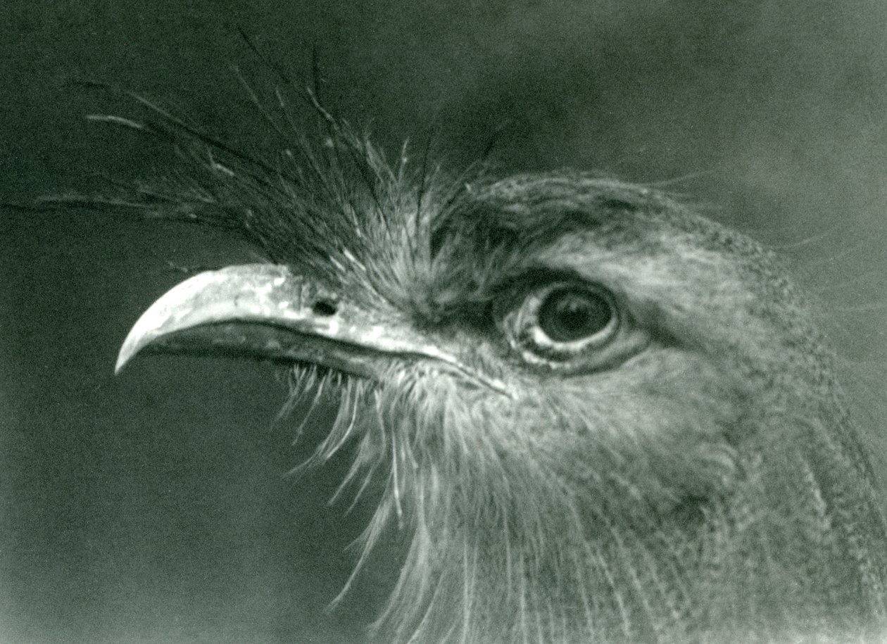 En rødbeint seriema i London Zoo i 1924 av Frederick William Bond