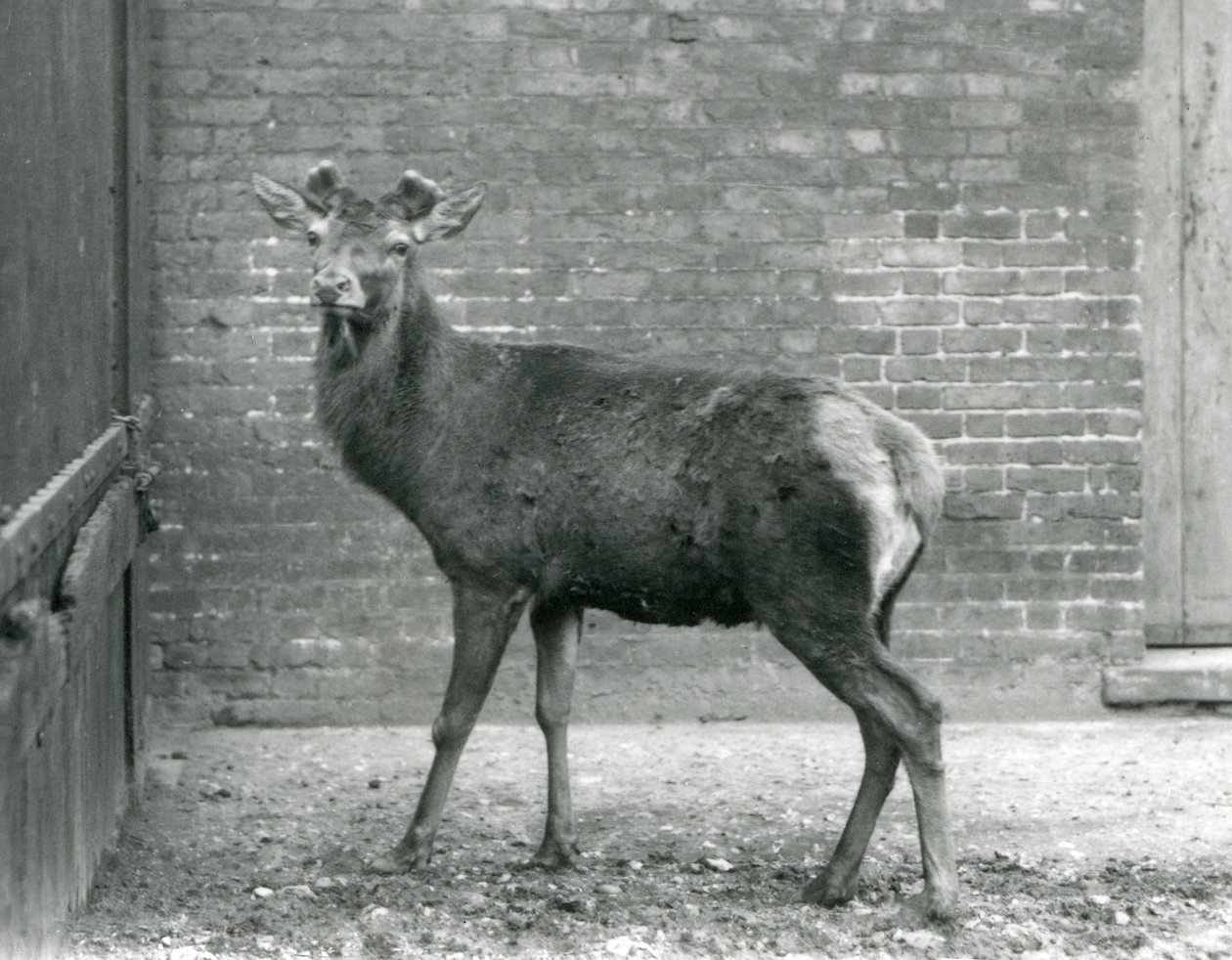 En hjorthjort med spirende gevir, London Zoo, august 1928 (s/hvitt-bilde) av Frederick William Bond