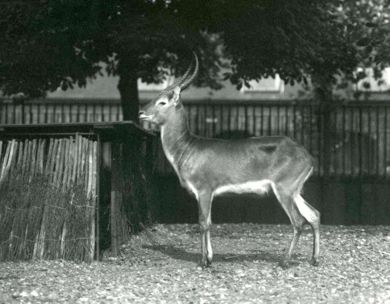 A Red Lechwe i London Zoo, juli 1924 av Frederick William Bond