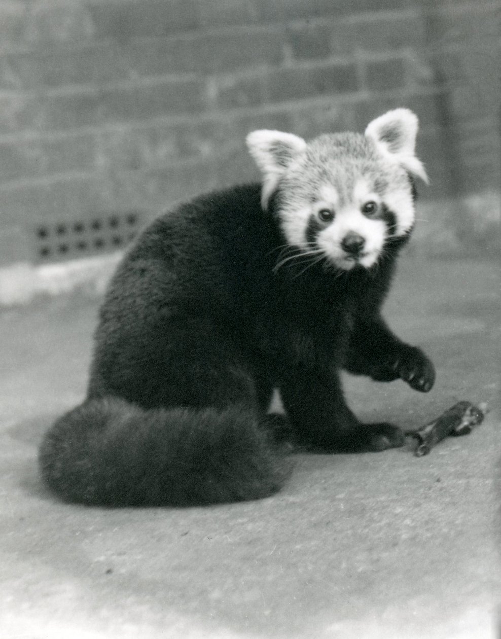 En rød panda som sitter i London Zoo, 1917. av Frederick William Bond