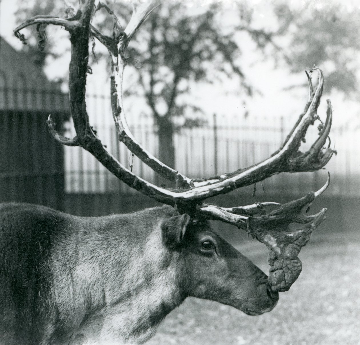 En reinhjort som kaster fløyel fra geviret hans, London Zoo av Frederick William Bond