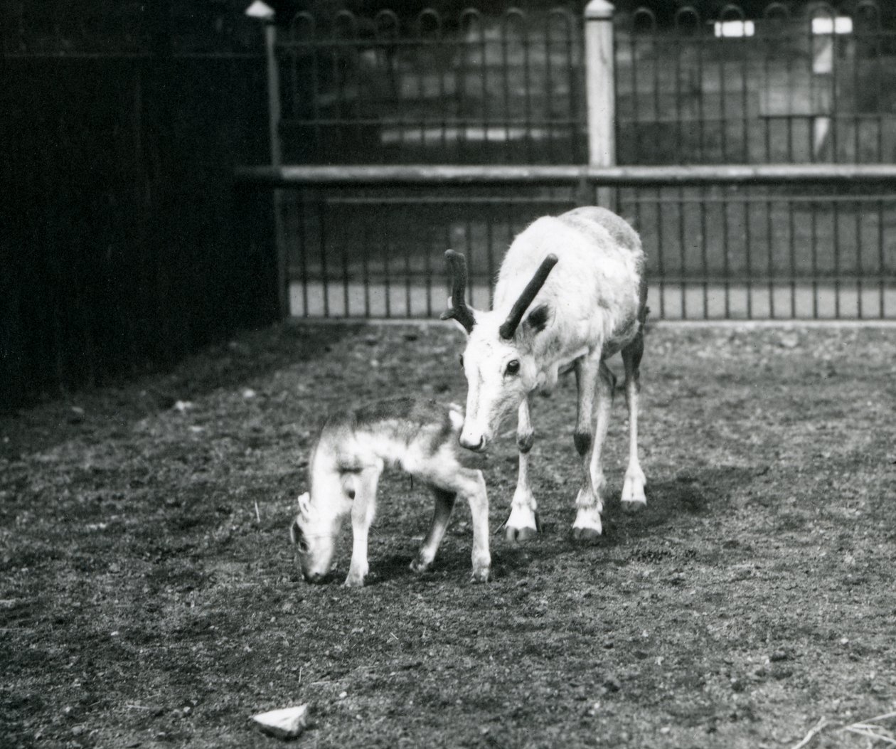 Et reinsdyr med kalven i London Zoo, mars 1914 av Frederick William Bond